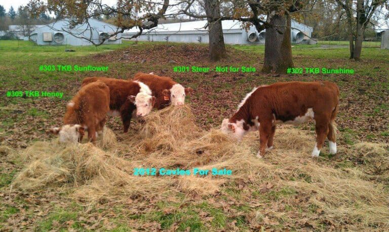 2013 Registered Mini Polled Hereford Calves For Sale