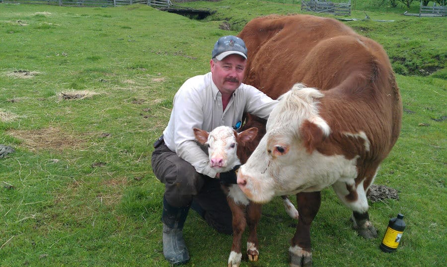 2-2012-calf-cow-Tony